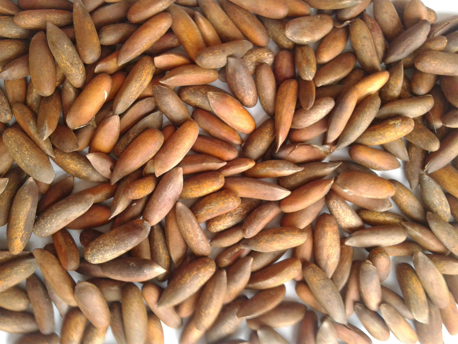 Roasted Pine nuts (Jalghoza)